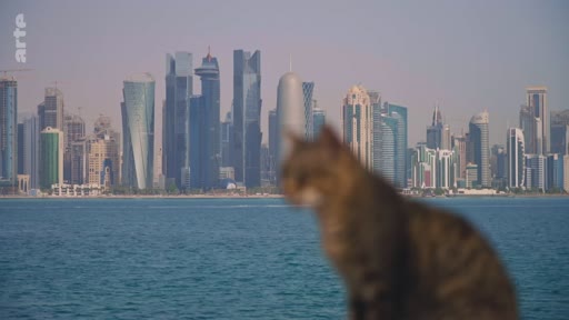 Vue panoramique de la skyline de Doha, capitale du Qatar, avec ses gratte-ciels modernes au bord du golfe Persique, filmée avec un chat flou au premier plan.