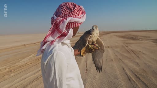 Un homme portant un keffieh et une tenue traditionnelle arabe tient un faucon sur son gant de protection dans un paysage désertique. Cette scène illustre la pratique traditionnelle de la fauconnerie dans les pays du Golfe.