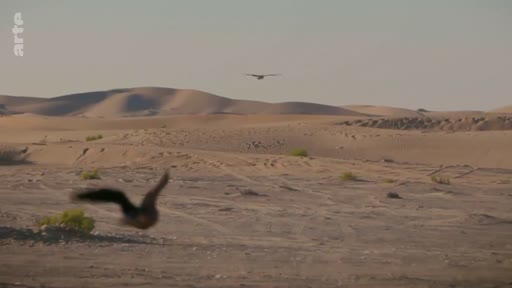 Un oiseau en plein vol au-dessus d'une étendue désertique avec des dunes de sable en arrière-plan. La scène illustre la faune sauvage dans un environnement aride.