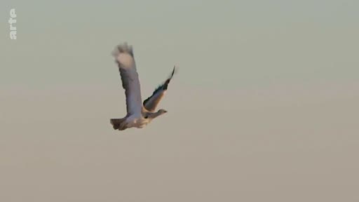 Un oiseau, possiblement une outarde, en plein vol dans un ciel dégagé, capturé lors d'un reportage animalier.