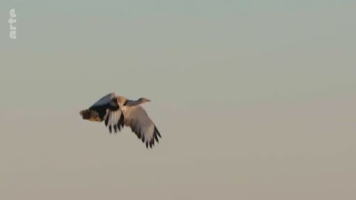 Une outarde canepetière, oiseau emblématique des plaines, est filmée en plein vol dans un ciel dégagé. Cette séquence illustre la biodiversité et la faune sauvage dans son habitat naturel.