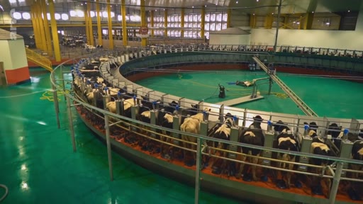 Vue d'ensemble d'une ferme laitière industrielle utilisant un système de traite rotatif automatisé pour traire plusieurs vaches simultanément. Ce type d'installation moderne permet d'optimiser la production laitière dans les exploitations agricoles à grande échelle.