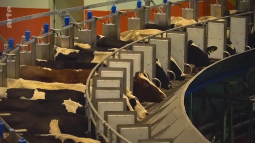 Vue en plongée d'un système de traite rotatif automatisé dans une exploitation laitière industrielle, où plusieurs vaches sont alignées pour la traite.