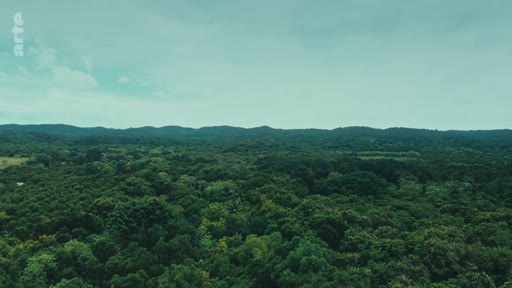 Vue aérienne panoramique d'une étendue forestière dense et verdoyante, illustrant l'importance des écosystèmes forestiers et de la biodiversité.