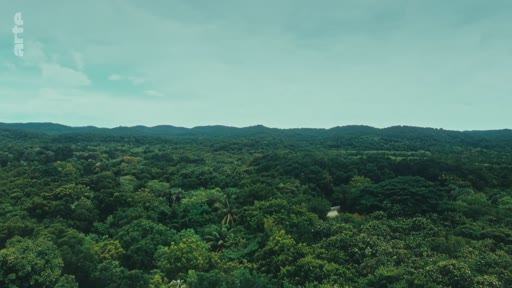 Vue aérienne panoramique d'une forêt dense et luxuriante, illustrant l'importance des écosystèmes forestiers et de la biodiversité. Le paysage montre une canopée étendue sous un ciel couvert, typique des zones tropicales.