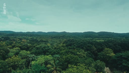 Vue panoramique en plongée sur une étendue de forêt tropicale dense et verdoyante, illustrant la biodiversité et l'importance des écosystèmes forestiers.