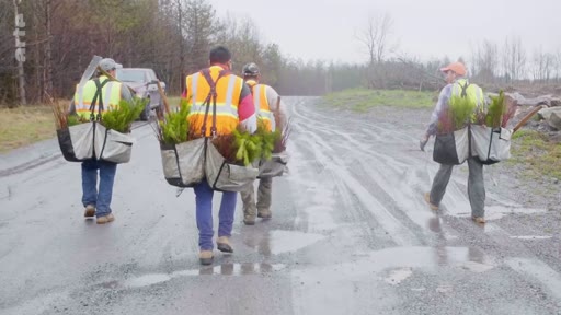 Des travailleurs forestiers équipés de sacs de transport remplis de jeunes plants marchent sur un chemin forestier boueux pour une opération de reboisement.