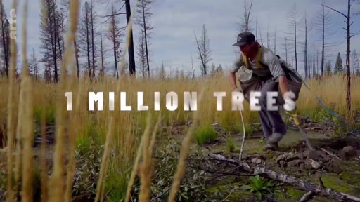 Un homme équipé d'un sac de plantation travaille à reboiser une forêt après un incendie, illustrant l'initiative 1 MILLION TREES.