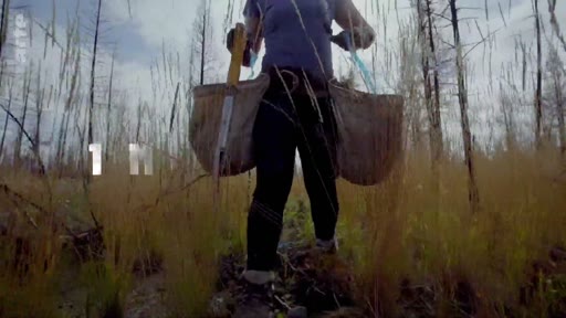 Une personne équipée de sacs de plantation marche à travers une forêt brûlée ou dévastée, illustrant les efforts de reforestation. Le texte '1 M' est visible à l'écran, faisant probablement référence à un objectif de plantation d'un million d'arbres.