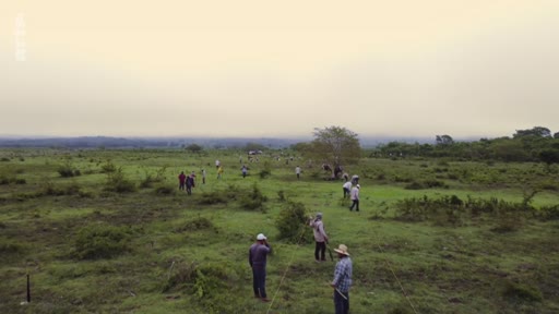 Un groupe de personnes est en train de planter des arbres dans un vaste champ dégagé, illustrant les initiatives de reforestation et les problèmes liés à la plantation de masse.