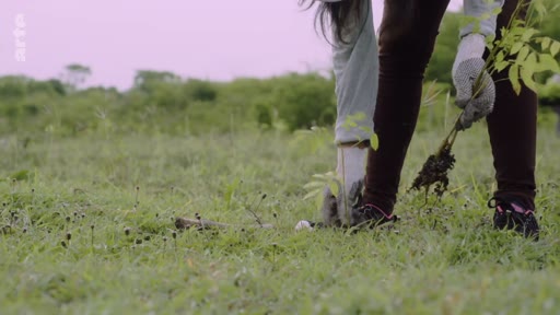 Une personne portant des gants de jardinage plante un jeune arbre dans un champ, illustrant les activités de reforestation et de plantation d'arbres.