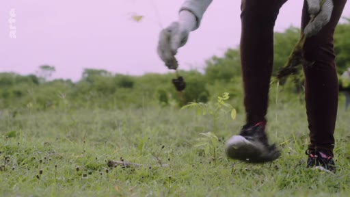 Une personne portant des gants de jardinage plante de jeunes pousses d'arbres dans un champ, illustrant les activités de reforestation et les enjeux environnementaux liés à la plantation massive.