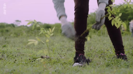 Une personne portant des gants de jardinage plante un jeune arbre dans un champ, illustrant les activités de reforestation et les enjeux liés aux plantations massives.