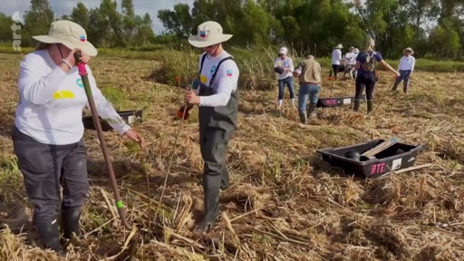 Un groupe de personnes, équipées de chapeaux et de bottes, plante de jeunes arbres dans une zone de végétation coupée lors d'une opération de reforestation. Des bacs de transport portant l'inscription 'RTE' sont visibles sur le terrain, illustrant les efforts de restauration écologique.