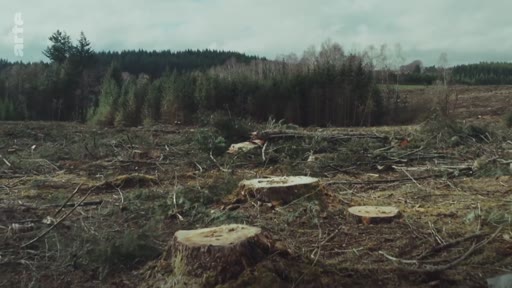 Vue d'ensemble d'une parcelle forestière après une coupe rase, illustrant les conséquences de la déforestation et de l'exploitation forestière industrielle.