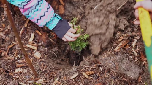 Une personne plante un jeune conifère dans le sol lors d'une initiative de reforestation en France.