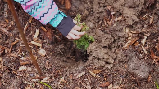 Une personne portant une veste colorée plante un jeune plant de conifère dans la terre lors d'une initiative de reforestation.