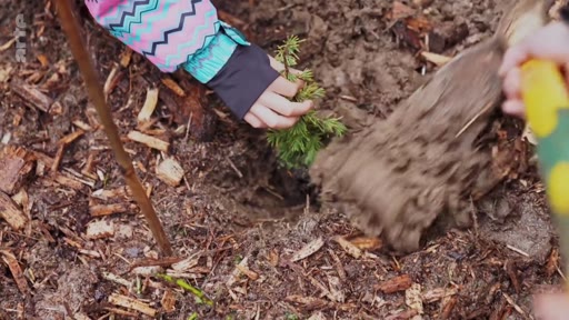 Une personne participe à une initiative de reforestation en plantant un jeune arbre dans un sol recouvert de copeaux de bois.