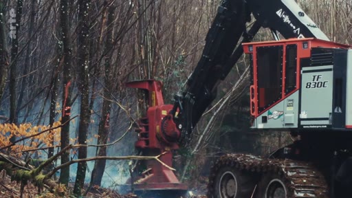Une machine forestière de type abatteuse TF 830C est utilisée pour l'abattage industriel d'arbres dans une zone boisée. Cette image illustre les méthodes mécanisées de déforestation et l'exploitation forestière intensive.
