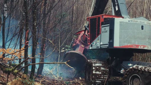 Une abatteuse forestière de modèle TF 830E effectue des travaux de coupe industrielle dans une zone boisée, illustrant les méthodes de déforestation mécanisée.