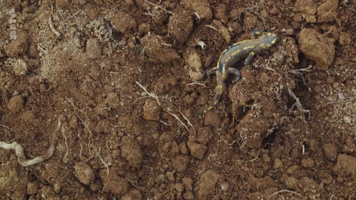 Une salamandre tachetée, espèce emblématique de la biodiversité forestière, évolue sur un sol de terre retournée, illustrant les impacts de l'agriculture intensive et de la destruction des habitats naturels sur la faune sauvage.