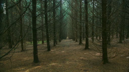 Vue en perspective d'une plantation industrielle de conifères, illustrant la gestion sylvicole et les monocultures forestières.