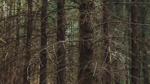 Vue rapprochée d'une forêt de conifères avec des troncs sombres et des branches sèches, illustrant la densité et l'aspect monotone d'une plantation forestière.