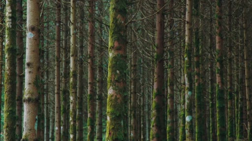 Vue rapprochée d'une plantation forestière dense composée de conifères aux troncs rectilignes recouverts de mousse, illustrant la gestion sylvicole et les paysages forestiers.