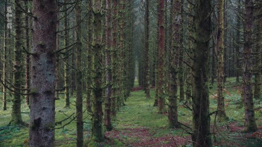 Vue en perspective d'une plantation industrielle de conifères, illustrant la gestion forestière et la sylviculture. Les arbres sont plantés en rangées régulières, typiques des monocultures forestières.