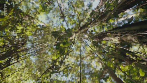 Vue en contre-plongée de la canopée d'une forêt tropicale dense, illustrant la biodiversité et la structure naturelle d'un écosystème forestier sauvage.