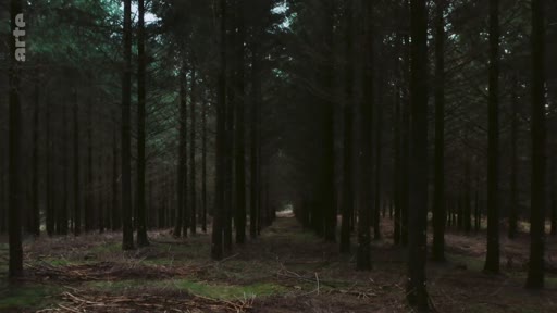 Vue en plan large d'une forêt de conifères plantée en monoculture, illustrant les risques écologiques liés à l'uniformité des plantations forestières. La disposition rectiligne des arbres souligne l'aspect artificiel de cette exploitation sylvicole.