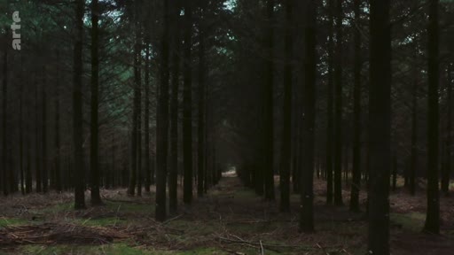 Vue en perspective d'une forêt de conifères plantée en monoculture, illustrant les risques écologiques liés à la gestion forestière industrielle. L'image montre l'alignement régulier des arbres dans une plantation dense.