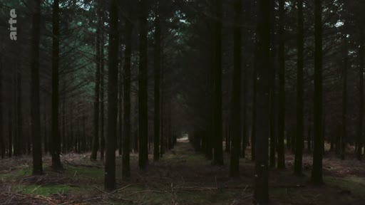 Vue d'ensemble d'une forêt de conifères plantée en monoculture, illustrant les risques écologiques liés à la gestion forestière industrielle. La densité et l'alignement des arbres soulignent l'aspect artificiel de cette plantation.