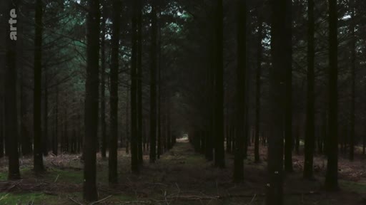 Vue en perspective d'une forêt de conifères plantée en monoculture, illustrant les risques écologiques liés à ce type de sylviculture industrielle.