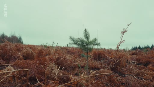 Un jeune conifère solitaire émerge dans une zone forestière dégradée, illustrant les enjeux de la reforestation et les risques écologiques liés à la monoculture forestière.