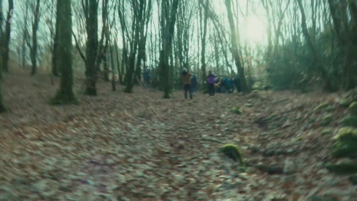 Des manifestants et des militants progressent à travers la forêt du Bois du Chat lors d'une action de terrain. Le groupe se déplace sur un sentier boisé, illustrant la mobilisation sur le site.