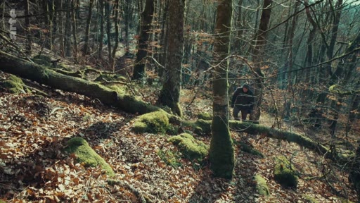 Rémi Gerbaud explore une zone forestière escarpée et boisée, illustrant son travail sur la gestion et l'observation des écosystèmes forestiers.