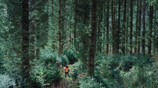 Deux personnes explorent une zone de régénération forestière naturelle au milieu d'une forêt dense et verdoyante.