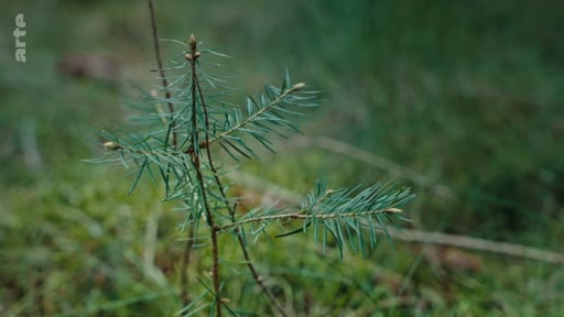 Un jeune plant de conifère, symbole de la régénération naturelle de la forêt, est visible en gros plan dans un sous-bois.