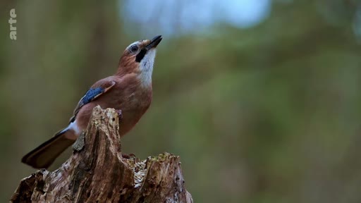 Un geai des chênes (Garrulus glandarius) est photographié en gros plan alors qu'il est perché sur une souche d'arbre dans un environnement forestier naturel. Cette image illustre la biodiversité et la faune sauvage présentes dans les écosystèmes forestiers en régénération.