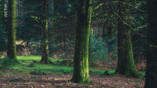 Vue d'ensemble d'une forêt naturelle avec des arbres matures et un sol forestier, illustrant les avantages de la régénération naturelle des forêts.