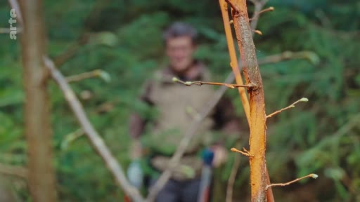 Un forestier examine un jeune arbre dont l'écorce a été endommagée, probablement par le gibier, dans une zone forestière. Cette scène illustre les défis de la gestion forestière et de la sylviculture face aux pressions environnementales.