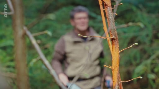 Un forestier inspecte les dégâts causés sur un jeune arbre dans une zone forestière, illustrant les problématiques de gestion forestière et de sylviculture.