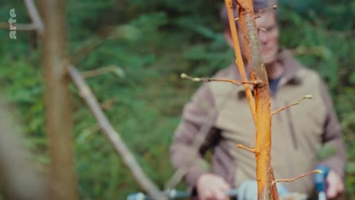 Un forestier inspecte les dégâts causés sur un jeune arbre dans une forêt, illustrant les problématiques de gestion forestière et de sylviculture. Le plan met en évidence l'écorce abîmée, témoignant des pressions exercées sur les plantations forestières.