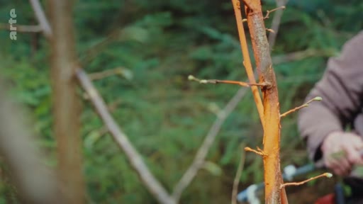 Un gros plan sur le tronc d'un jeune arbre dont l'écorce a été rongée par des animaux sauvages, illustrant les dommages causés par le gibier dans le cadre de la gestion forestière et des monocultures.