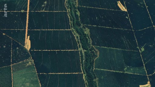 Vue aérienne montrant l'expansion des plantations industrielles, caractérisée par un paysage agricole divisé en parcelles rectangulaires et une zone boisée centrale. Cette image illustre l'impact de l'agriculture intensive sur le paysage et la déforestation.