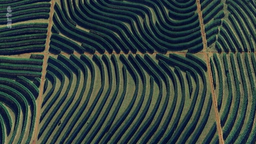 Vue aérienne en plongée montrant une vaste plantation industrielle organisée en rangées courbes et géométriques, illustrant l'expansion des cultures intensives et l'exploitation des terres agricoles.