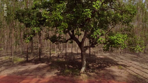Vue d'ensemble d'un arbre solitaire préservé au sein d'une vaste plantation industrielle d'eucalyptus au Brésil, illustrant l'impact de la monoculture sur le paysage forestier.