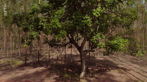 Vue d'ensemble d'une plantation industrielle d'eucalyptus au Brésil, mettant en évidence un arbre isolé au premier plan au milieu d'une forêt monospécifique. Cette image illustre les enjeux environnementaux liés à la monoculture intensive et à la déforestation dans les régions forestières brésiliennes.