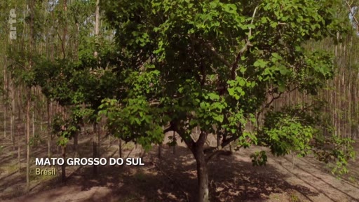 Vue aérienne d'une plantation industrielle d'eucalyptus située dans l'État du Mato Grosso do Sul au Brésil, illustrant l'exploitation forestière et l'agriculture intensive.